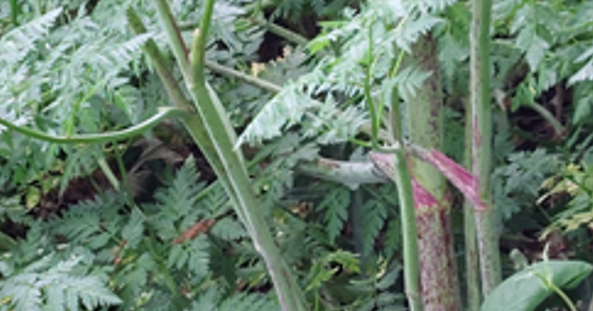 WEB stems and leaves WEB stems and leaves