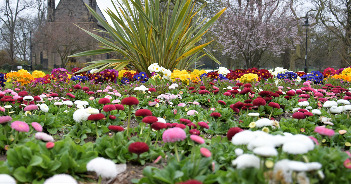 Give your garden a splash of colour on the Borough Council