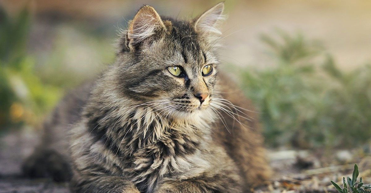 Microchipping your pet is the best New Year’s resolution you could make