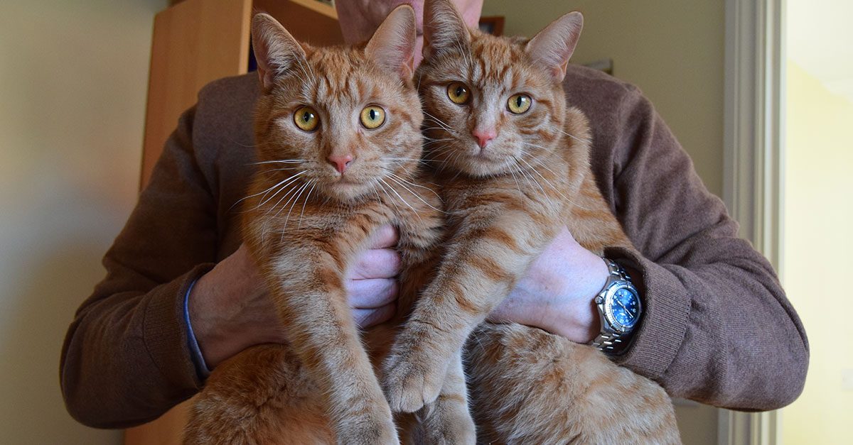 RSPCA reveals the 'dark side' of unneutered cats