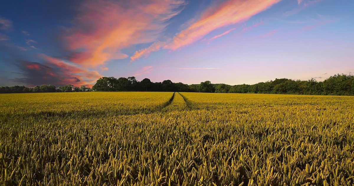 Council chiefs call for devolution to rural communities after Brexit
