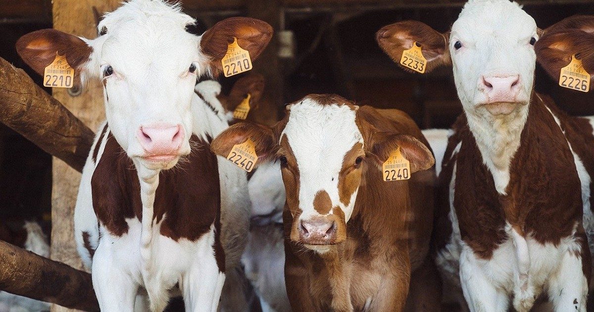 Green MEP warns animal antibiotic overuse could create ‘superbugs’