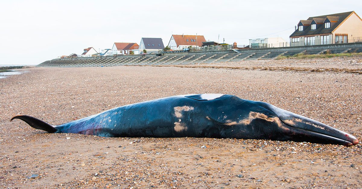 Dead whale remains at Heacham
