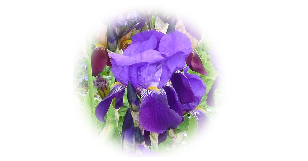 Dersingham Open Gardens is back this September!