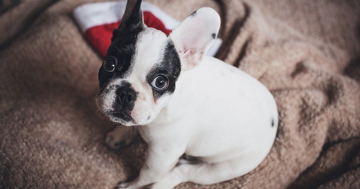 RSPCA launches festival appeal to help thousands of animals this Christmas