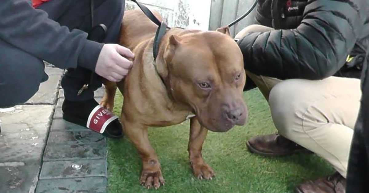 Illegal ear cropping in dogs on the rise in East Anglia