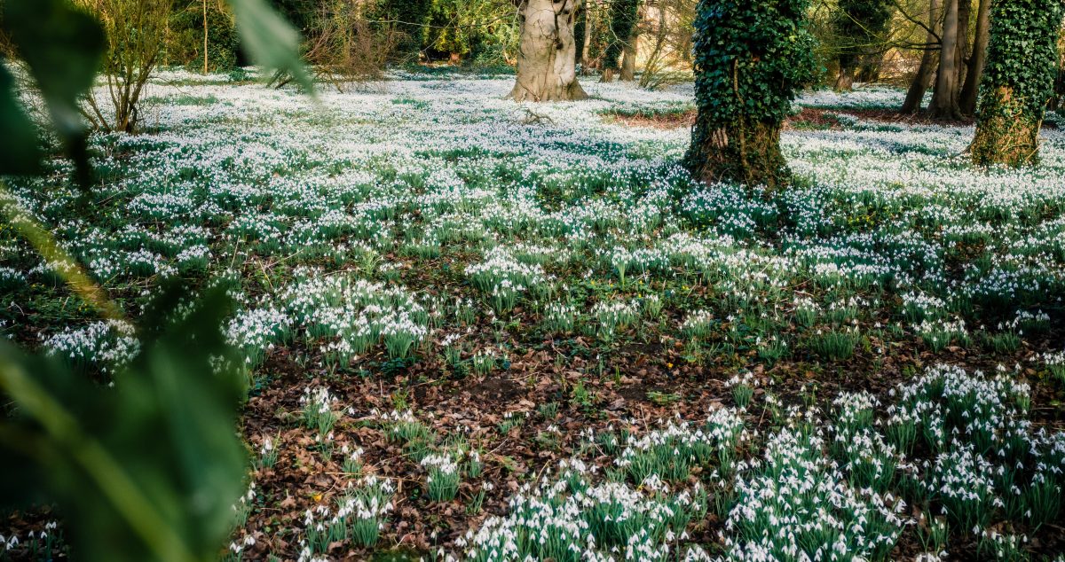 Charity Snowdrop Day