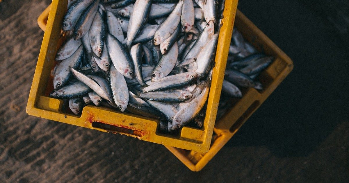 Good news for Norfolk fishermen as national £15.4 million funding boost announced