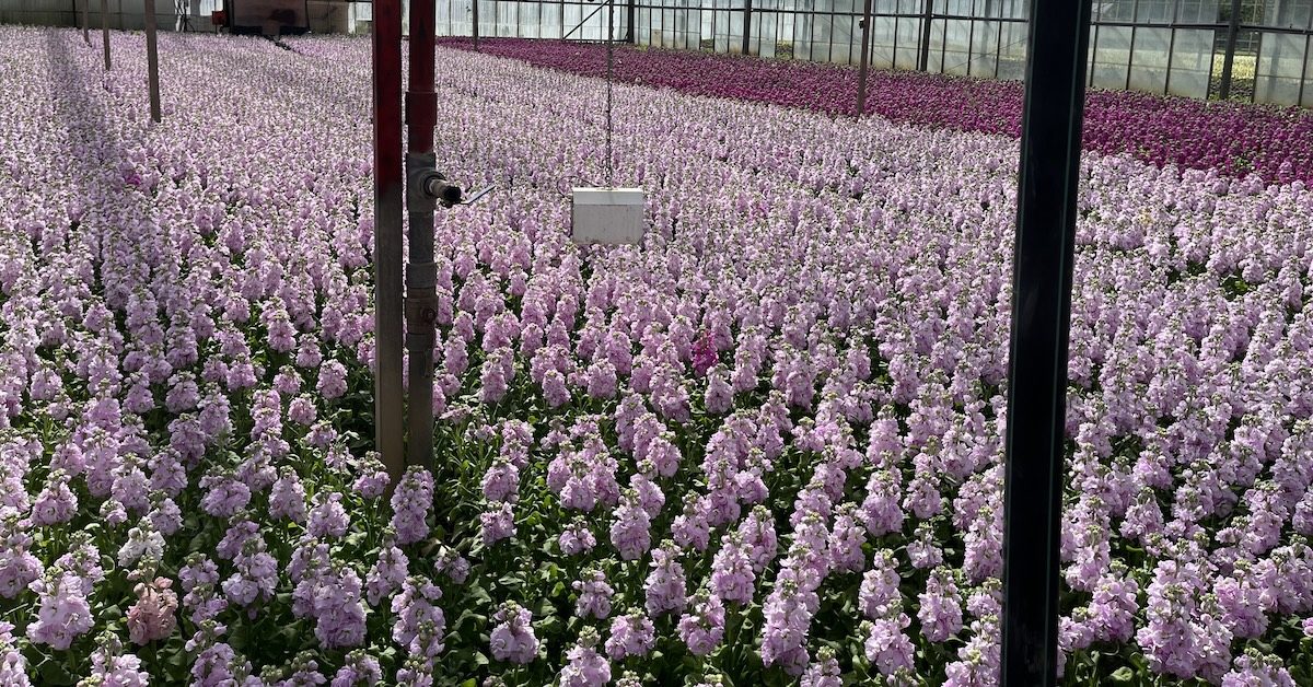 A blooming lovely trip