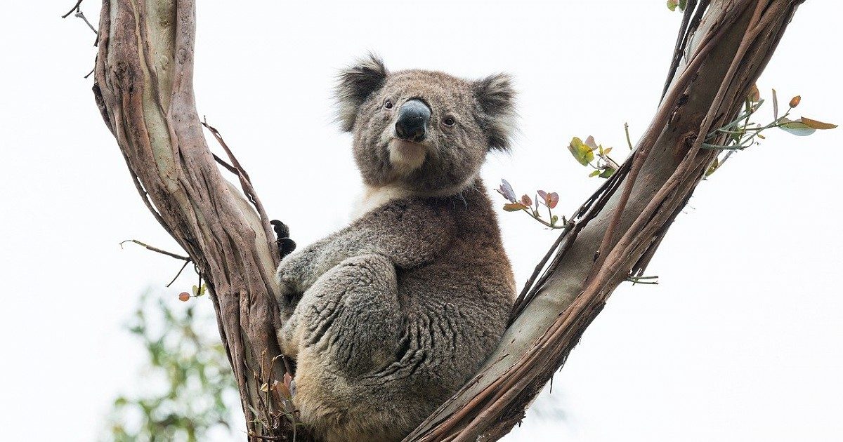 Hunstanton to celebrate Australia Day