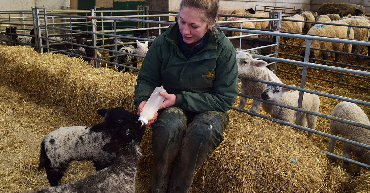 Lambing season lands at Snettisham Park