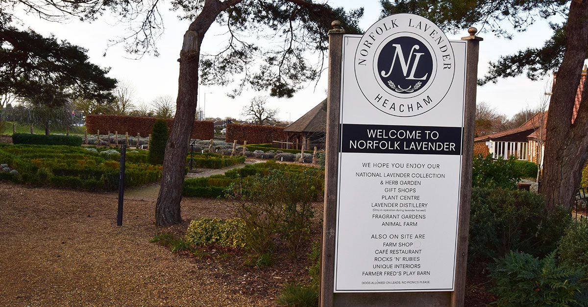 Fun for all the family at Norfolk Lavender