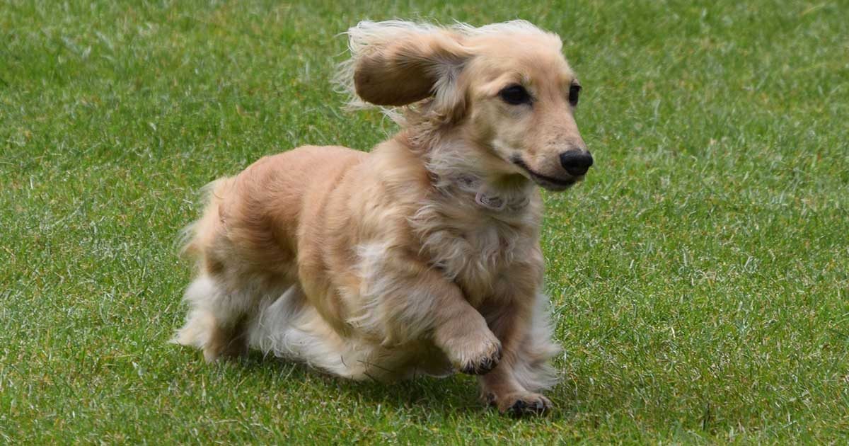 A pawsome day at the Hunstanton Fun Dog Show