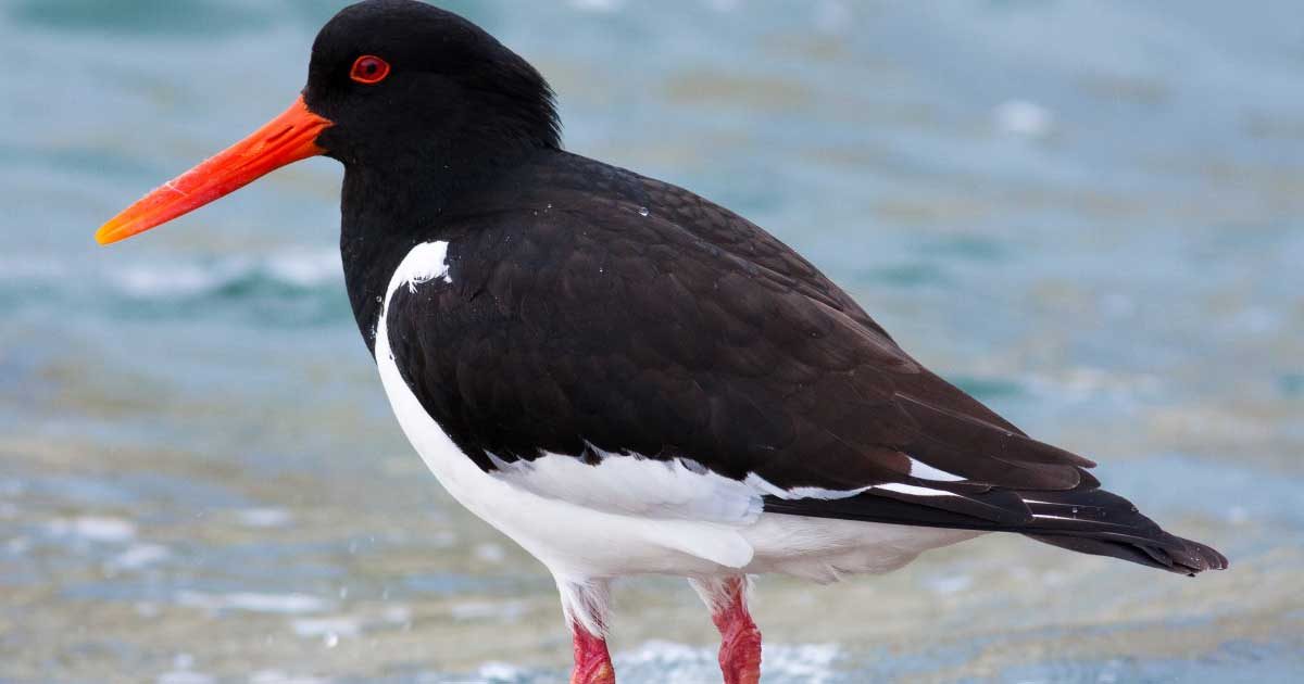 Funding will protect priority birds at Holme