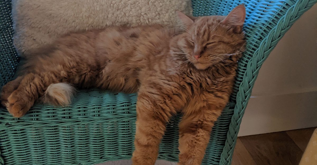 Have you seen Rocky?