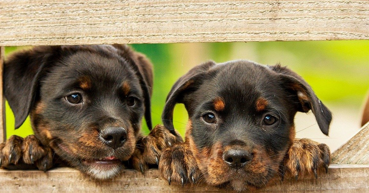 Buying a new pet? Ask the breeder these questions first