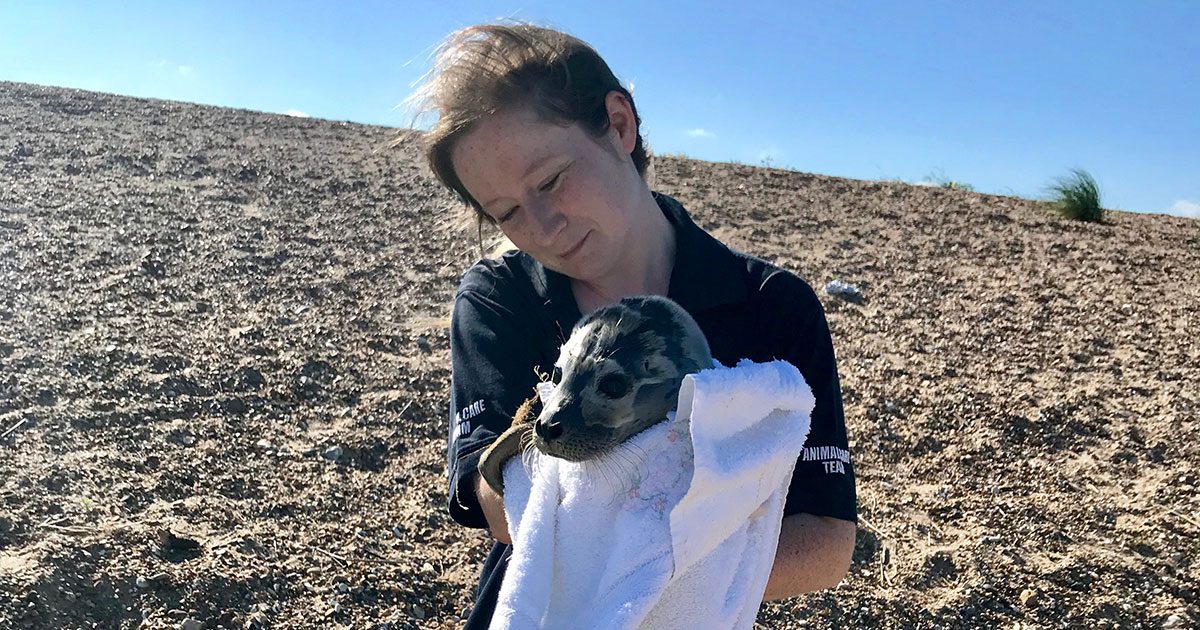 Elvis the seal pup lucky to be alive