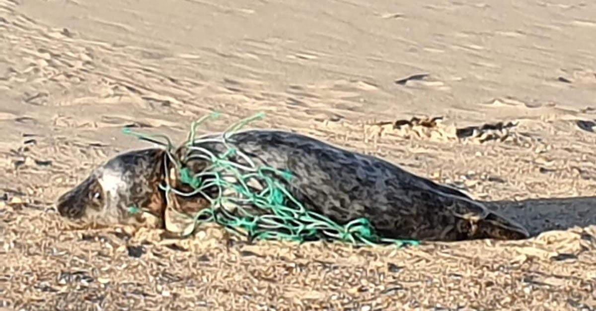 Wounded seal rescued from Norfolk beach
