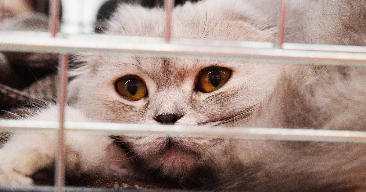 More than 70 animals abandoned in Norfolk last Christmas