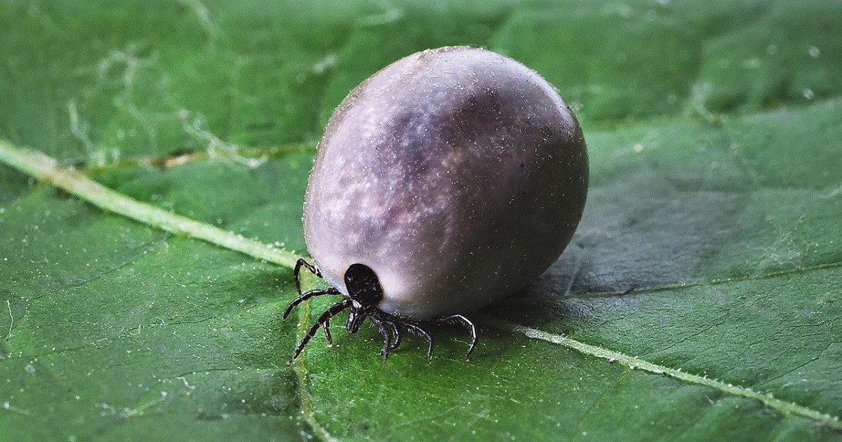Ticks carrying brain disease virus found in Norfolk