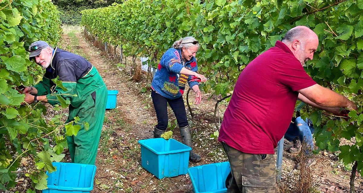Norfolk Wine Harvest 2021 is underway at Cobble Hill