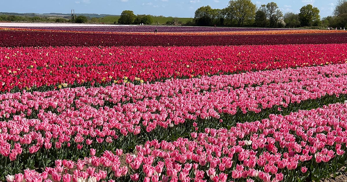 Tulip field raises £93,392 for The Norfolk Hospice
