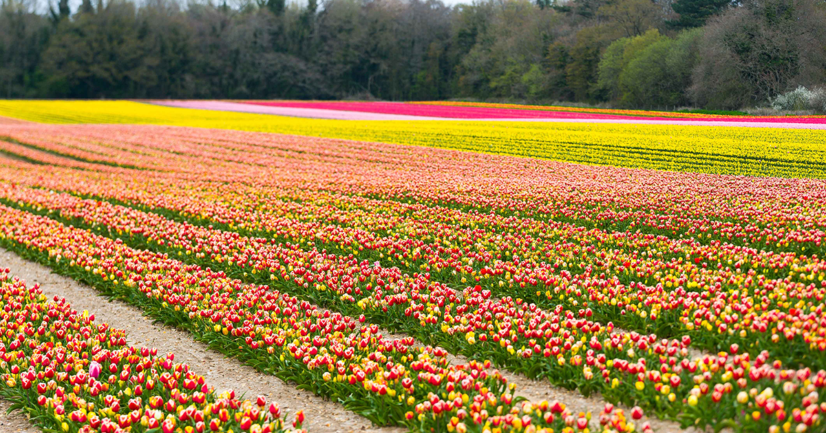 Tulips for Tapping Returns in 2023