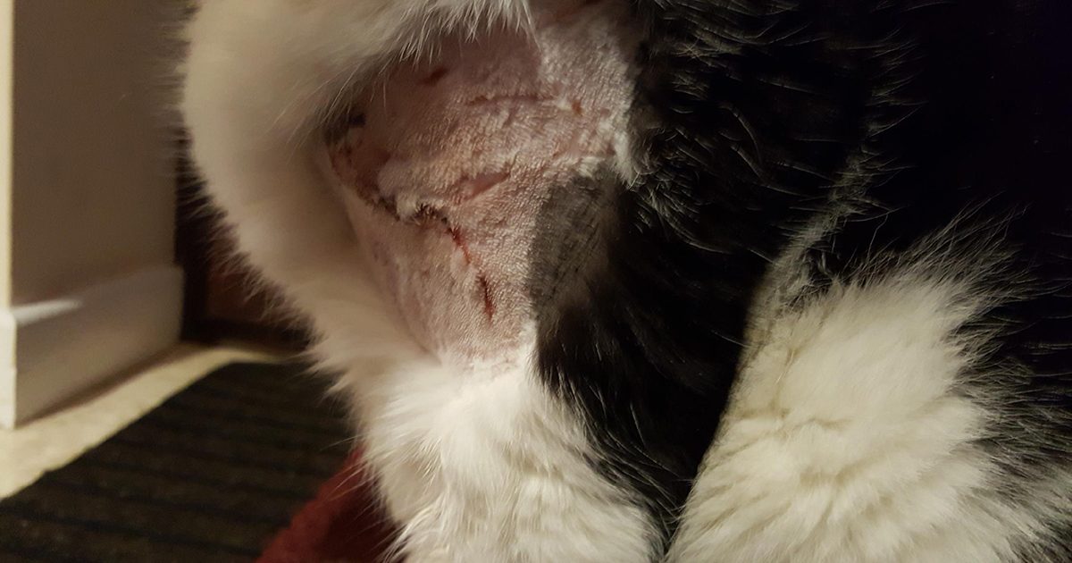 Wild animal attacks pet cat in Hunstanton