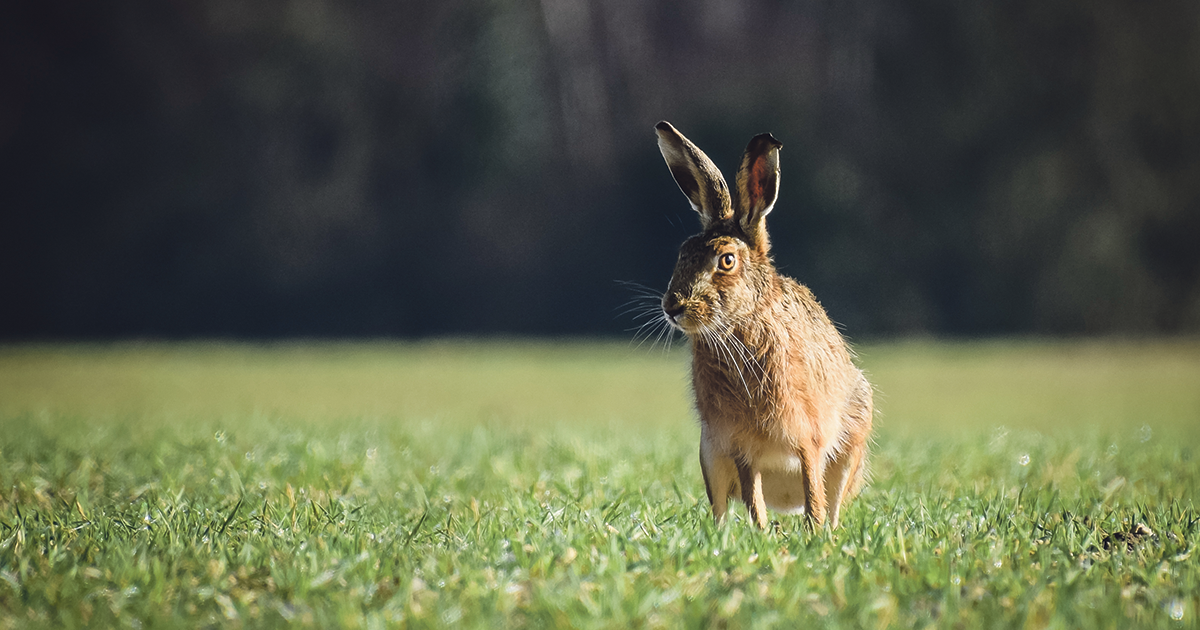 Nature photography competition winners announced