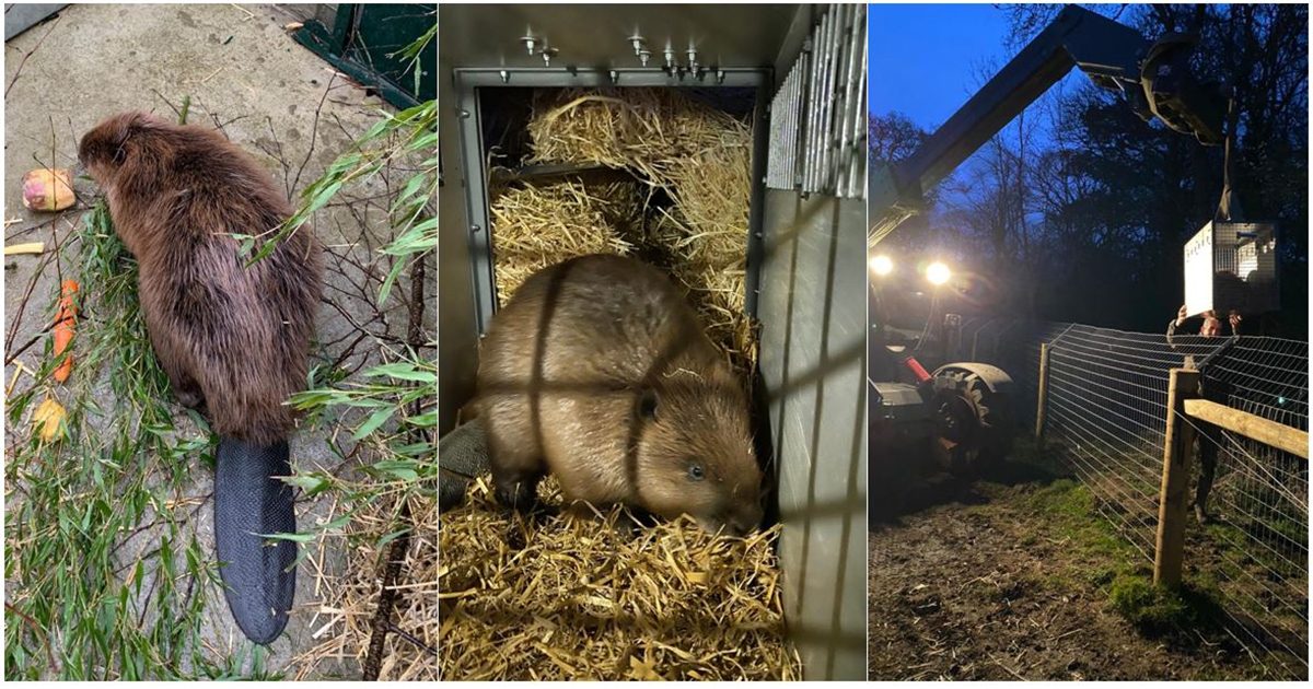 Ken Hill Estate announces the arrival of beavers