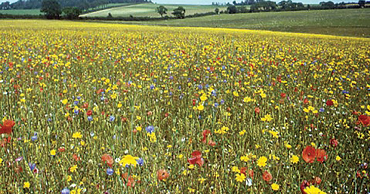 New farm scheme