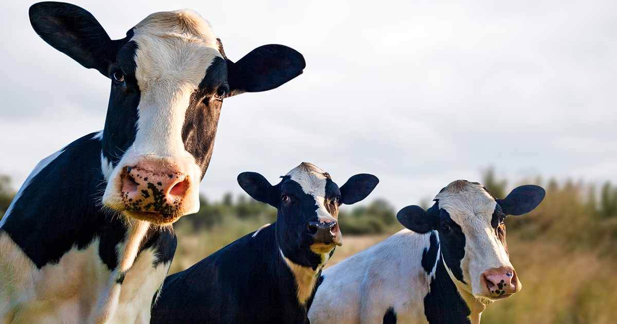 Farmers on alert as hot weather raises fears of bluetongue revival