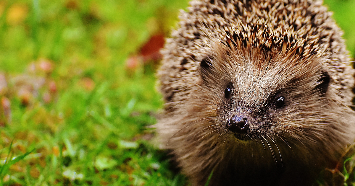 Garden wildlife competition launches today