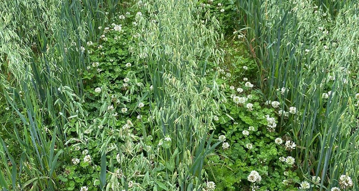 Pioneering pasture cropping will produce healthier food at Snettisham's Wild Ken Hill