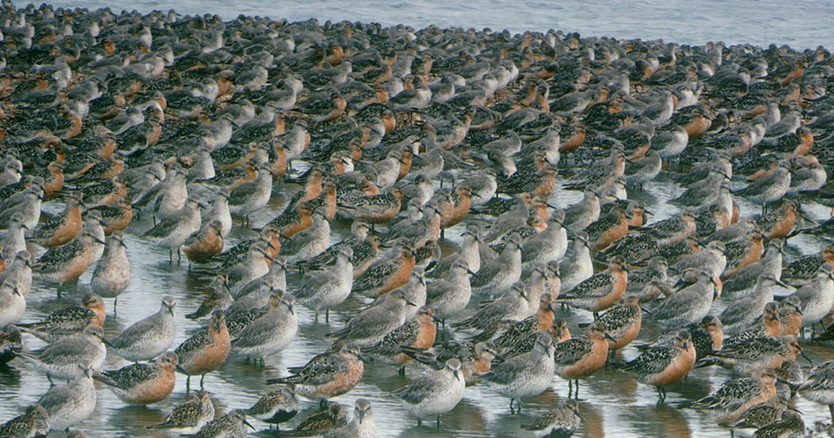 The Wash Barrier Proposal – the RSPB's view