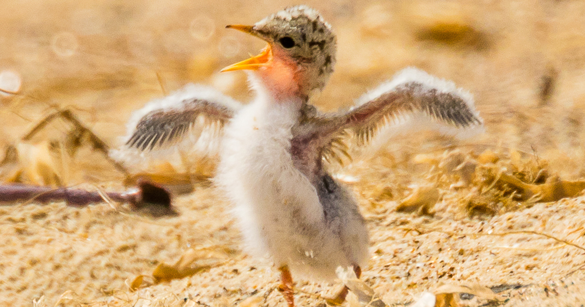 Appeal for volunteer beach wardens to support rare wildlife
