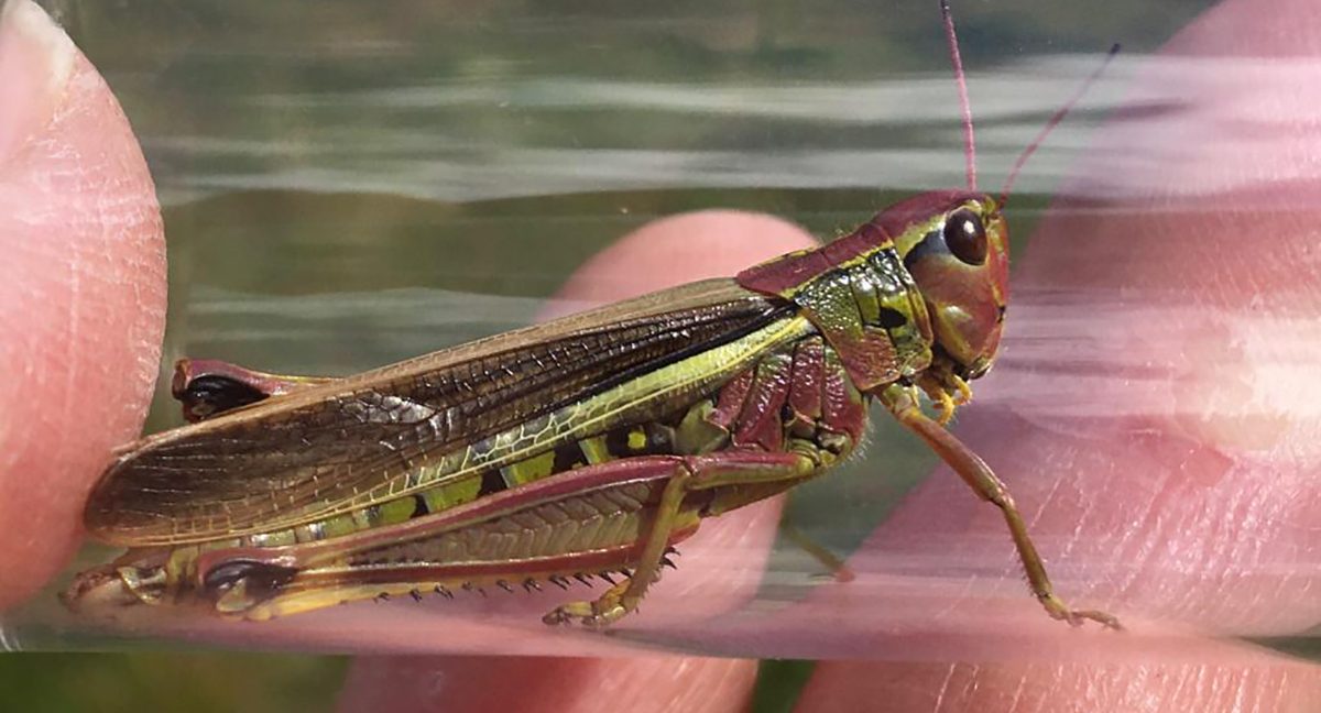 Snettisham's Wild Ken Hill has released Britain's rarest grasshopper