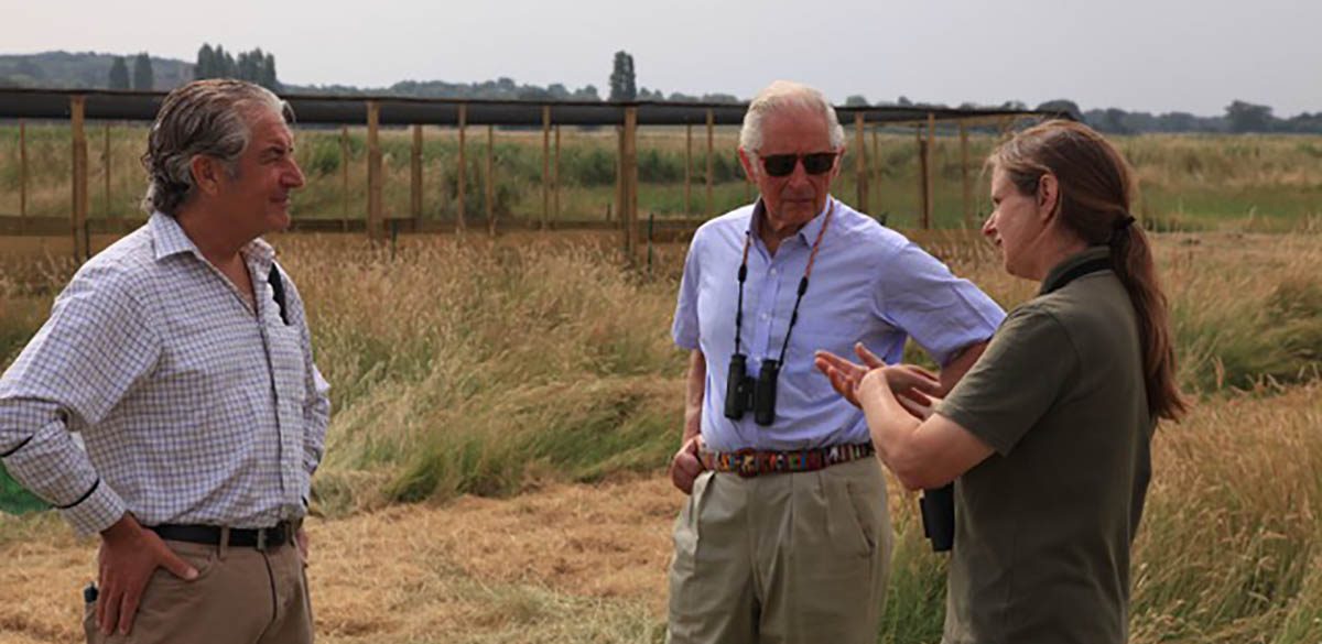 Eurasian Curlews released at Wild Ken Hill and Sandringham Estate.
