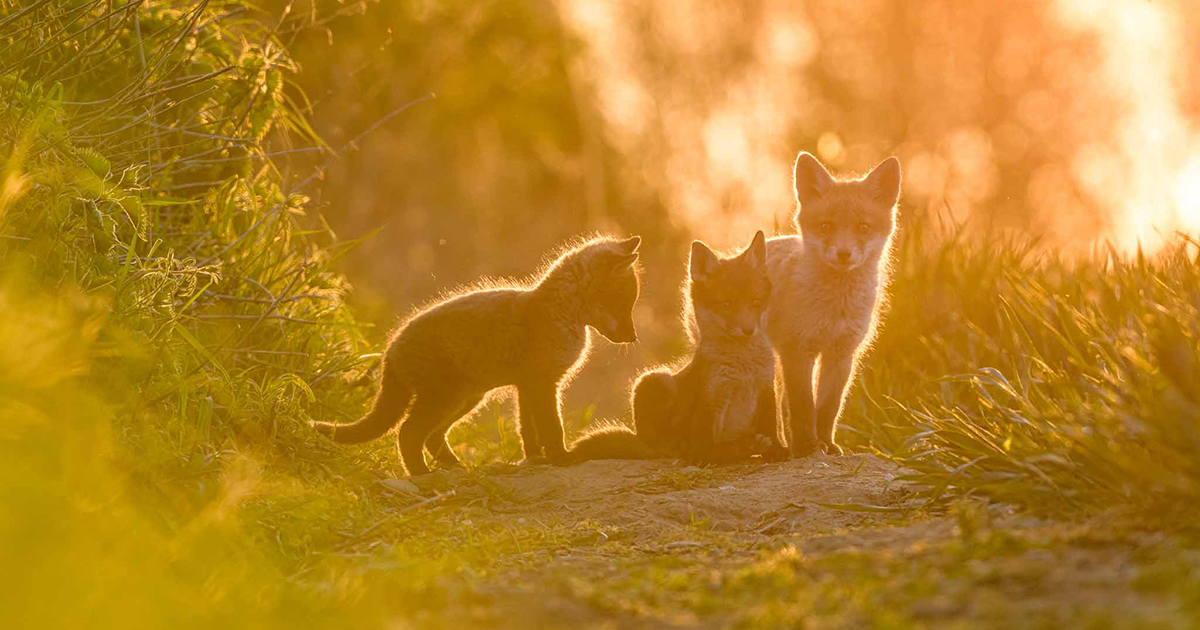 Alan Dixon's photograph of fox cubs wins Nature Photography Competition