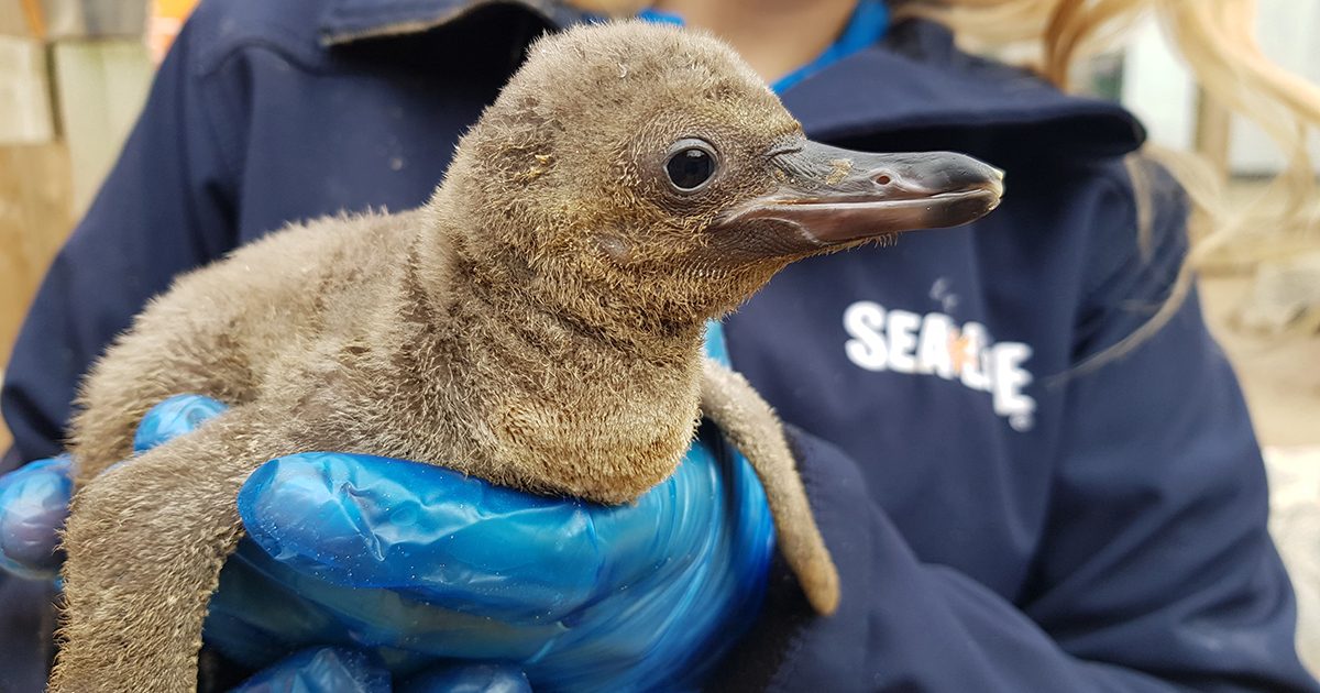 P-P-P-Perfect surprise at Sea Life Centre
