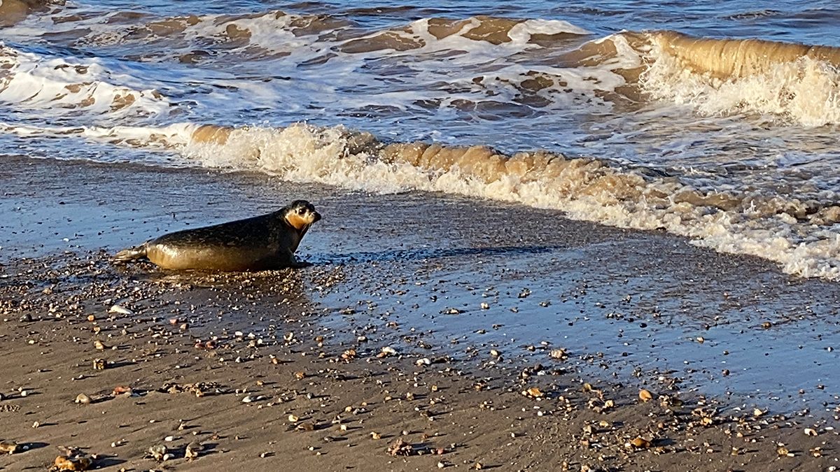 Seal Pup Sir Tom released at SEA LIFE Hunstanton
