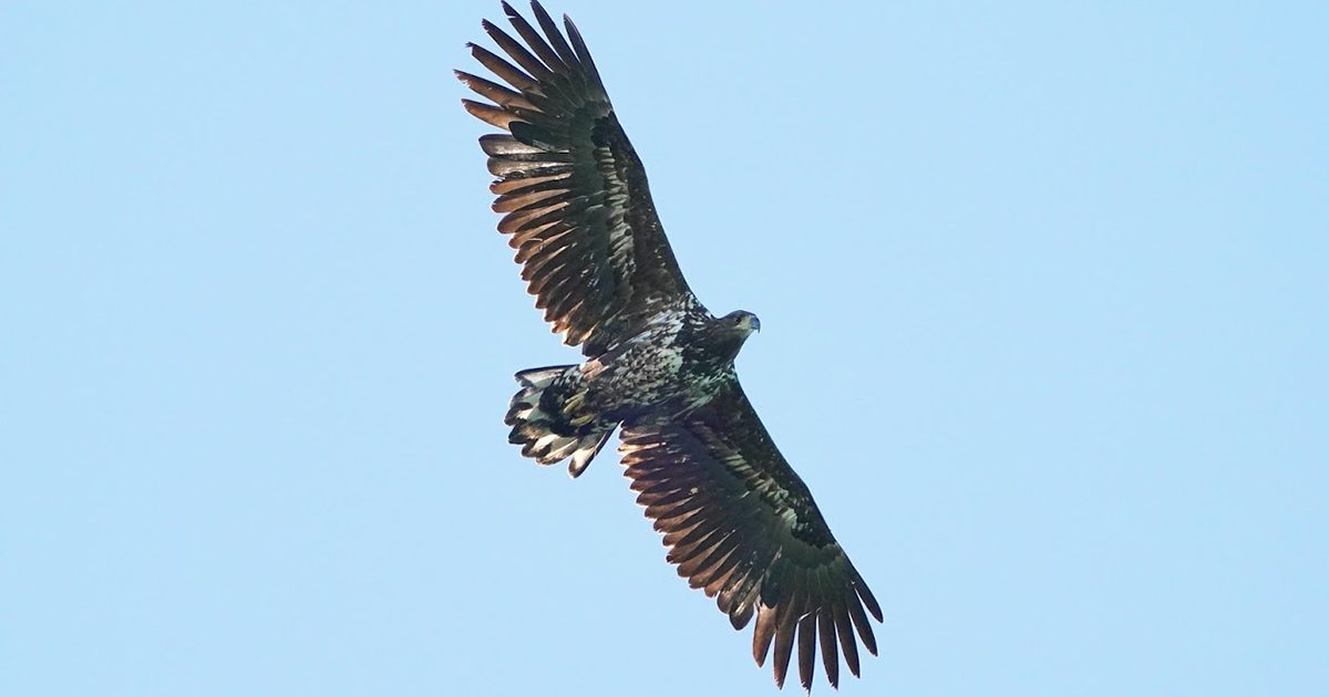 Go ahead for White-tailed Eagles to be re-introduced to Ken Hill Snettisham
