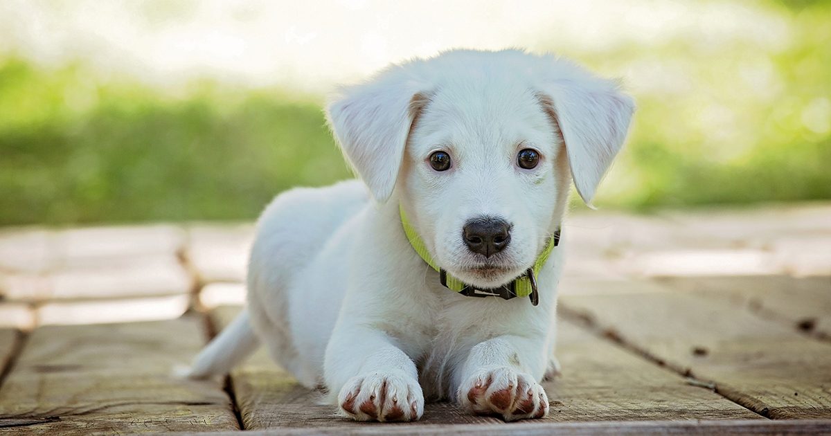 Lucy’s Law spells the beginning of the end for puppy farming