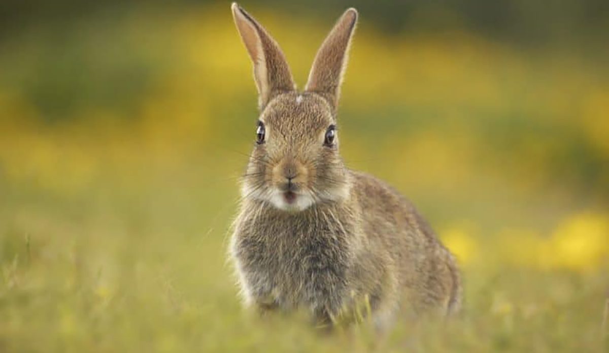 A rabbit revolution in Norfolk and Suffolk