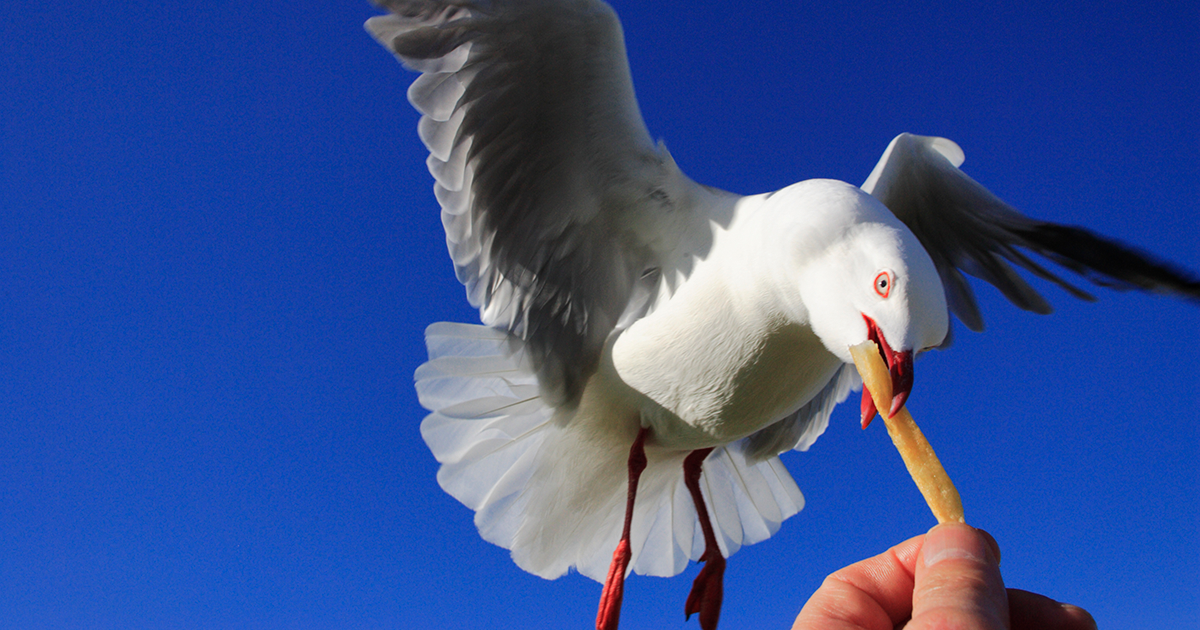 A seaside town says please don't feed the seagulls