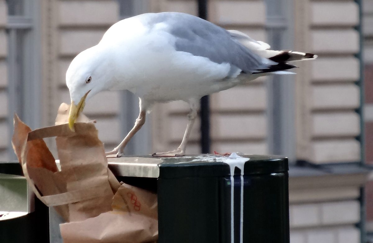 Smart bins for Hunstanton