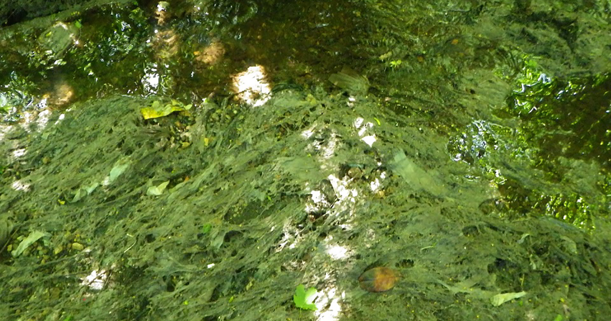 Councillors to quiz utility bosses on sewage discharge incidents in Norfolk