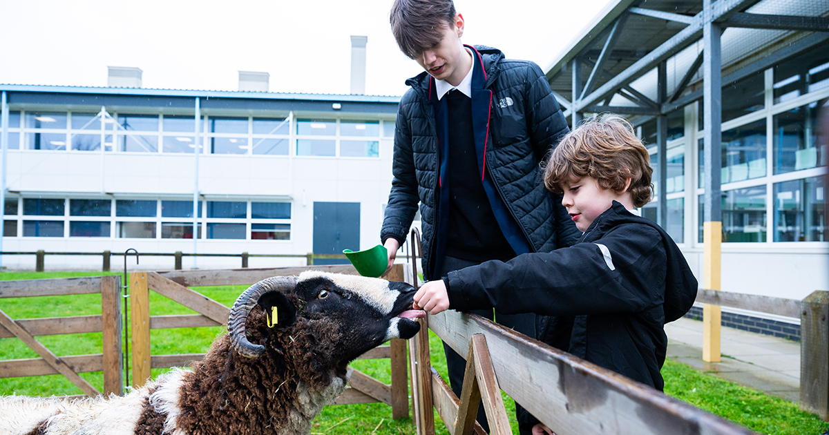 Pupils Flock to Meet Woolly Visitors