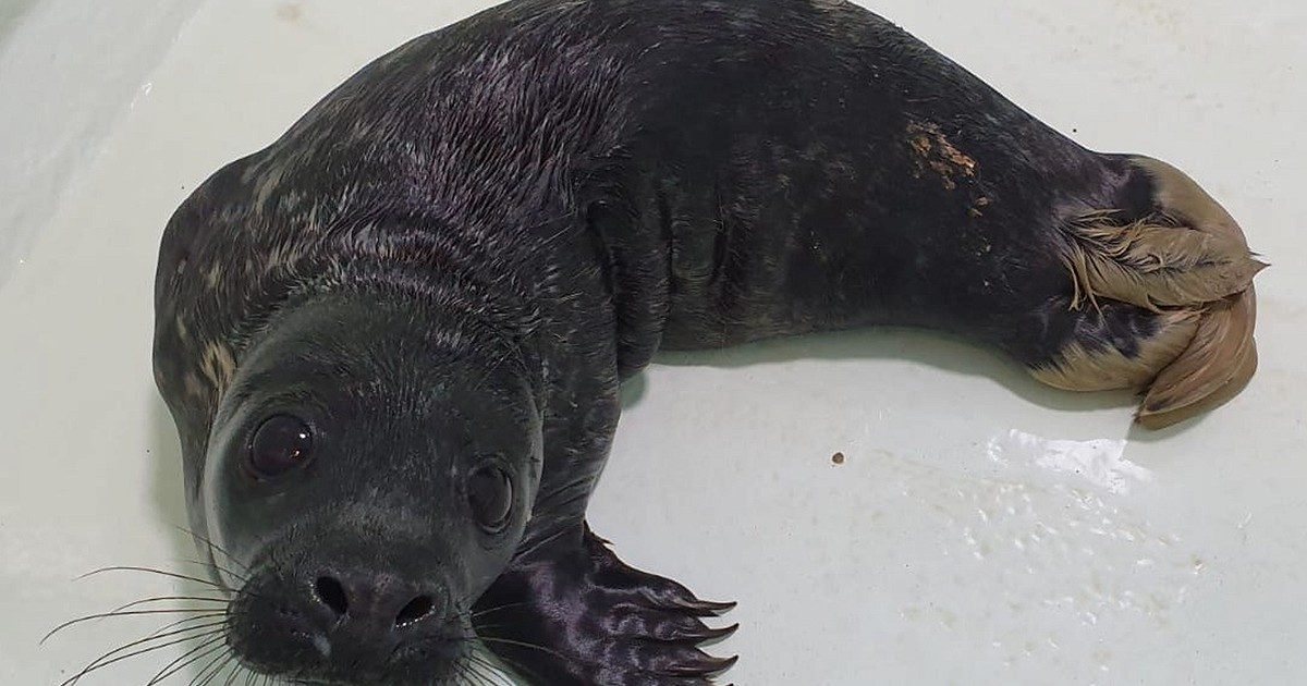 Sleepy the seal pup recovering after ingesting fishing net