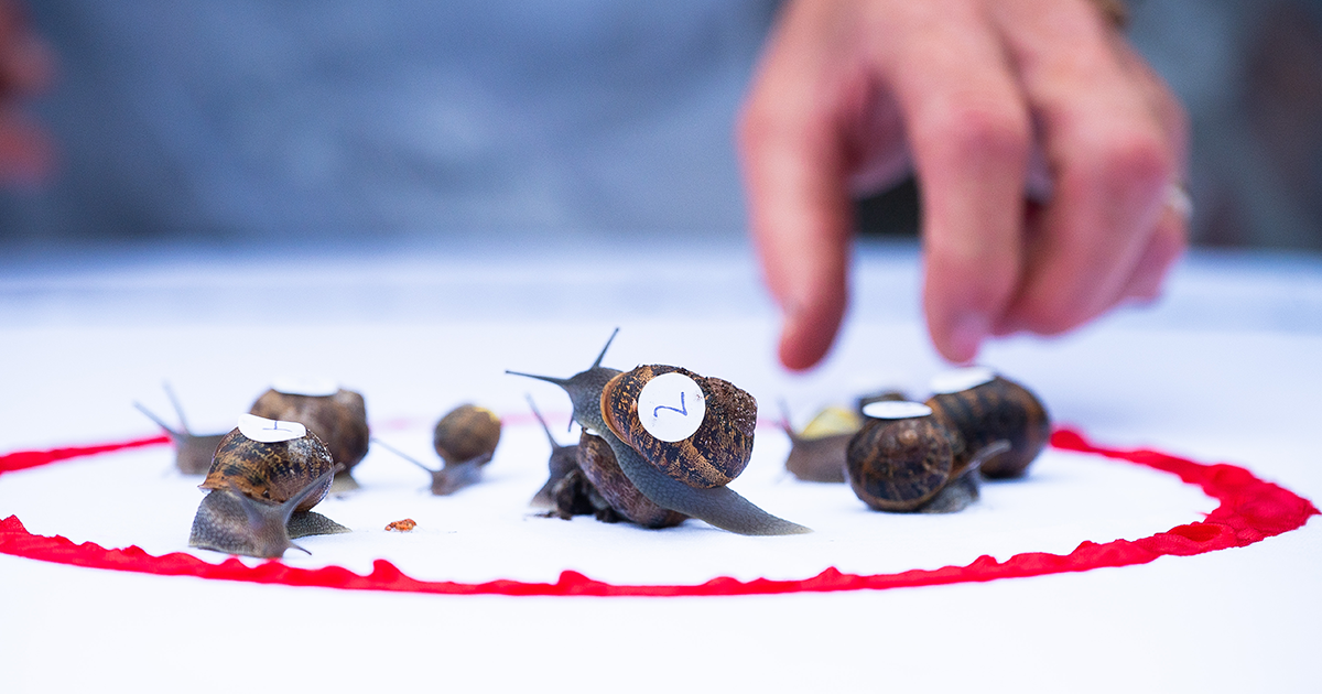 Ready Steady Slow - the World Snail Racing Championships are back !